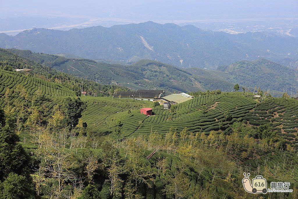 鹿谷鄉景點-大崙山銀杏森林