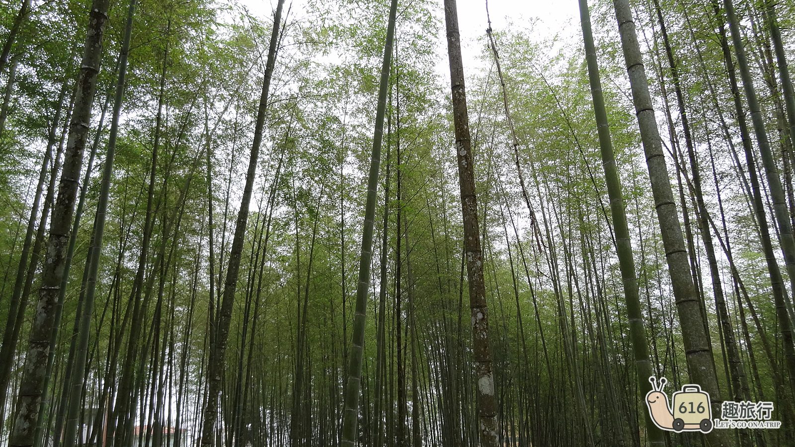 溪頭森林遊樂區